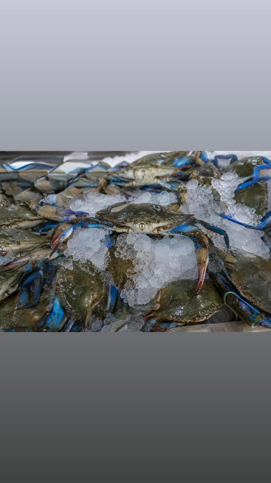 Blue Crab