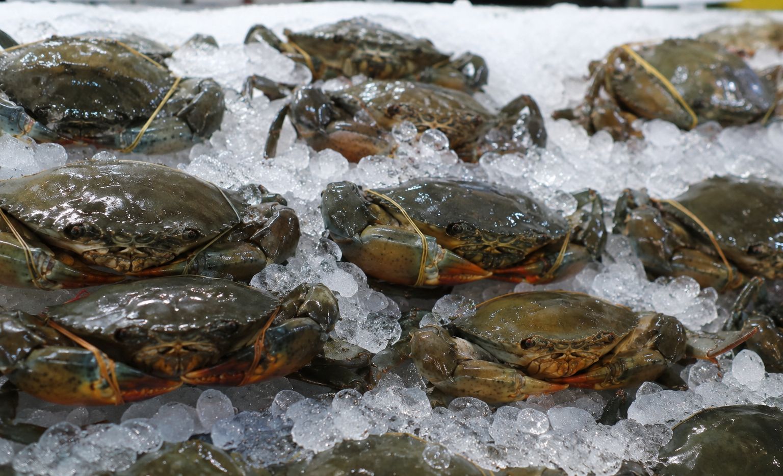 Mud Crab