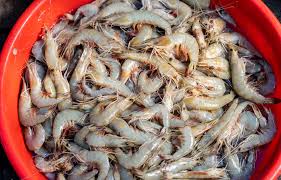 Fresh Prawns