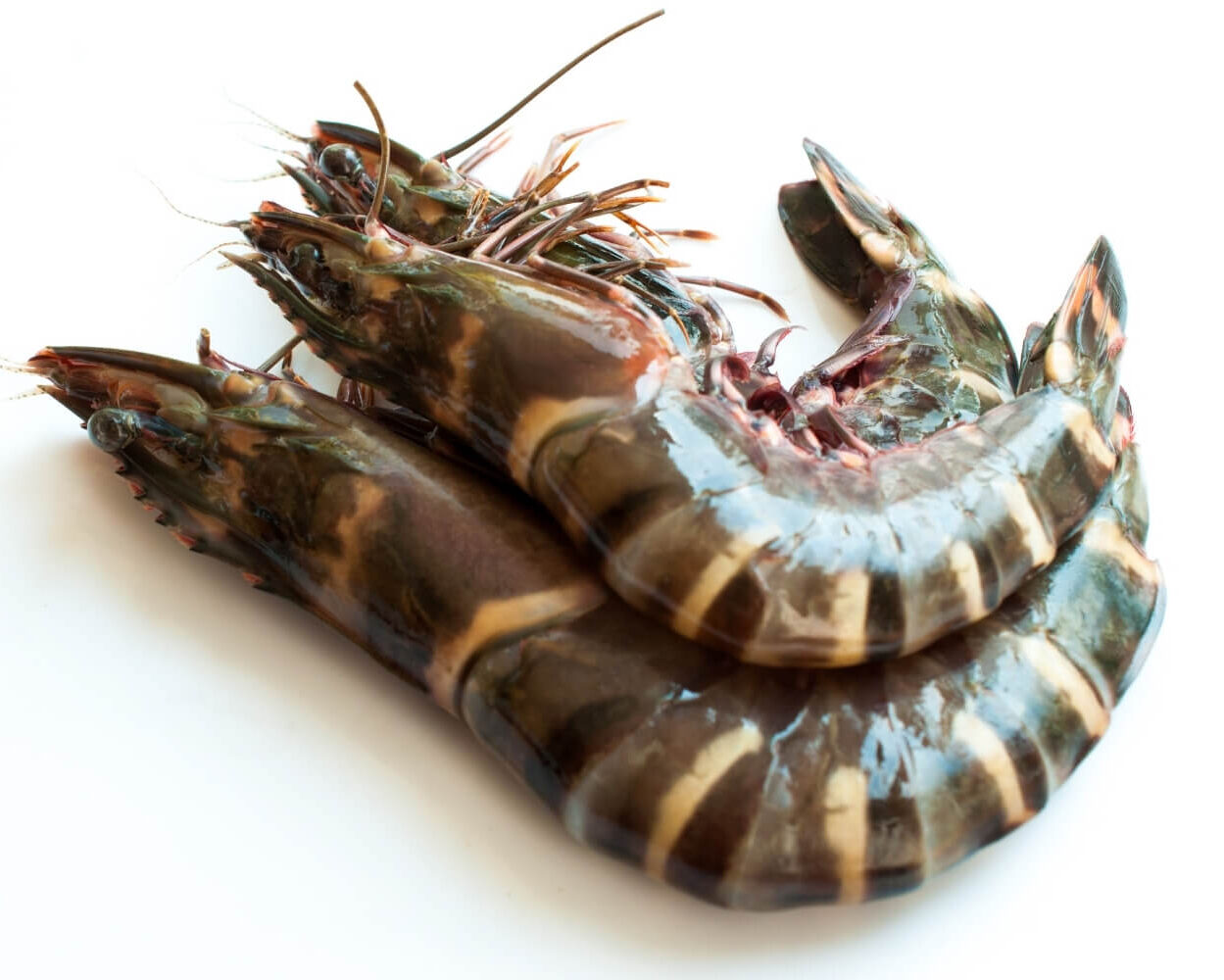 Tiger Prawn